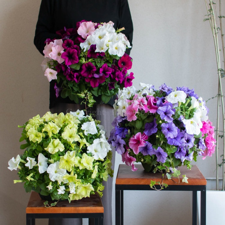 �ڥ���˥��Υϥ󥮥� �󤻿��� [�饤�� (����ץ�]�վ޴�:4-11��