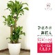 ���տ�ʪ ��ʡ����8��ץ饹���å�ȭ(ȭ���С���) �⤵��1.2m �ɥ饻�ʡ��ޥå��󥲥��� ��mass08-006 ��