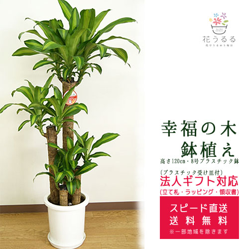 ���տ�ʪ ��ʡ����8��ץ饹���å�ȭ �⤵��1.2m �ɥ饻�ʡ��ޥå��󥲥��� ��mass08-007 ��