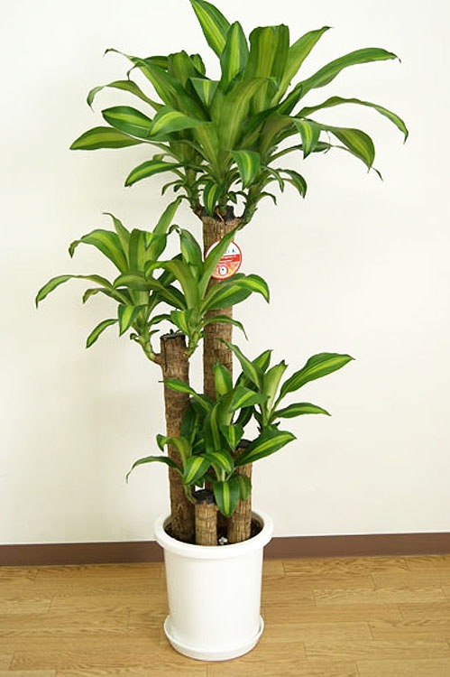 ���տ�ʪ ��ʡ����8��ץ饹���å�ȭ �⤵��1.2m �ɥ饻�ʡ��ޥå��󥲥��� ��mass08-007 ��