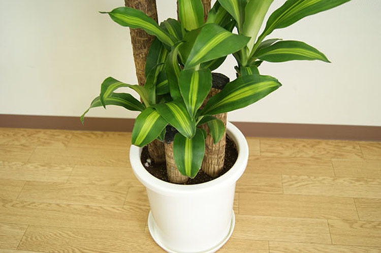 ���տ�ʪ ��ʡ����8��ץ饹���å�ȭ �⤵��1.2m �ɥ饻�ʡ��ޥå��󥲥��� ��mass08-007 ��