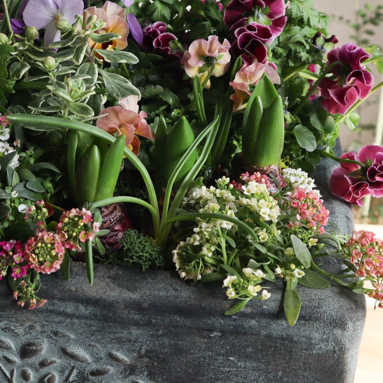 �����̴������꡿�֤���륢��� ���Ԥ�����ƥʴ󤻿����֥ե��쥹�ȥ����ǥ�-���᥸���ȡ�