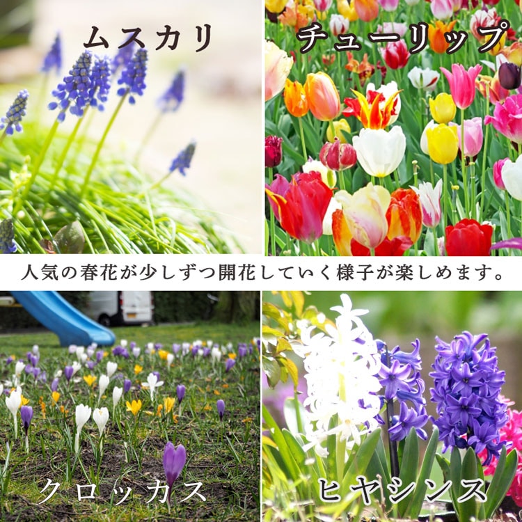 �����̴������꡿�֤���륢��� ���Ԥ�����ƥʴ󤻿����֥ե��쥹�ȥ����ǥ�-���᥸���ȡ�