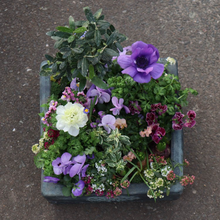 �����̴������꡿�֤���륢��� ���Ԥ�����ƥʴ󤻿����֥ե��쥹�ȥ����ǥ�-���᥸���ȡ�