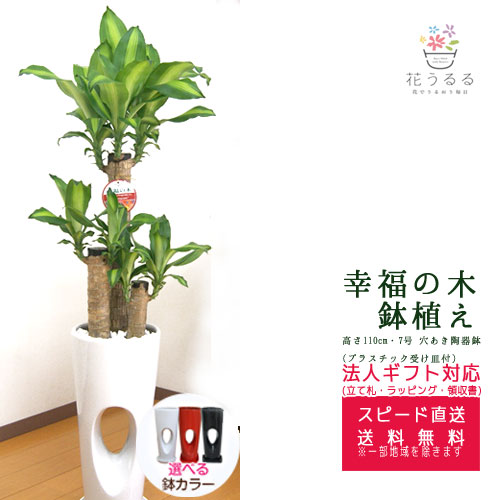 ���տ�ʪ ��ʡ����7���ꤢ��ƫ��ȭ(���ֹ�) �⤵��1.1m �ɥ饻�ʡ��ޥå��󥲥��ʡ�mass07-00678�� 