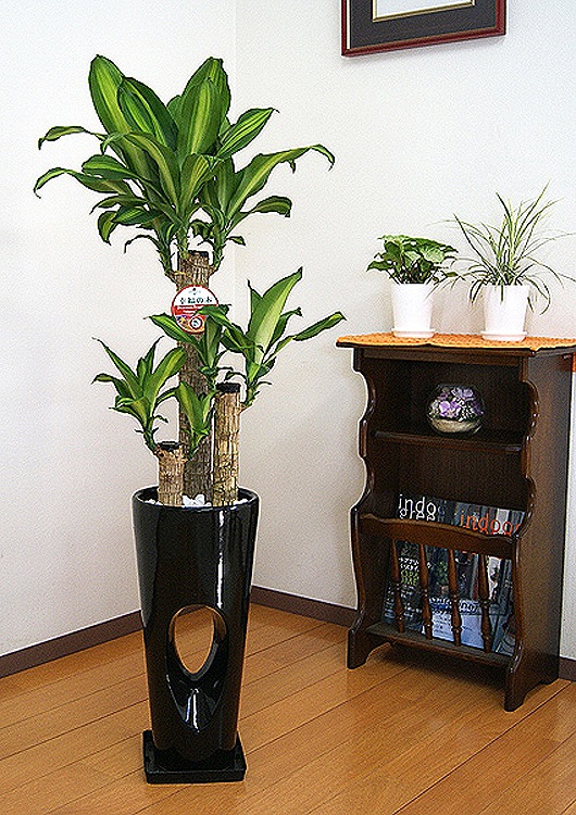 ���տ�ʪ ��ʡ����7���ꤢ��ƫ��ȭ(���ֹ�) �⤵��1.1m �ɥ饻�ʡ��ޥå��󥲥��ʡ�mass07-00678�� 