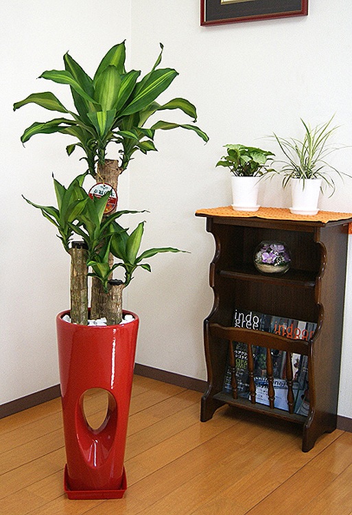 ���տ�ʪ ��ʡ����7���ꤢ��ƫ��ȭ(���ֹ�) �⤵��1.1m �ɥ饻�ʡ��ޥå��󥲥��ʡ�mass07-00678�� 