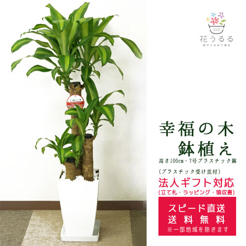 観葉植物 ドラセナ リフレクサ 7号鉢 120センチ 美形 優良株 写真現物 現品］【希少】39番 ドラセナ リフレクサ グリーンソング
