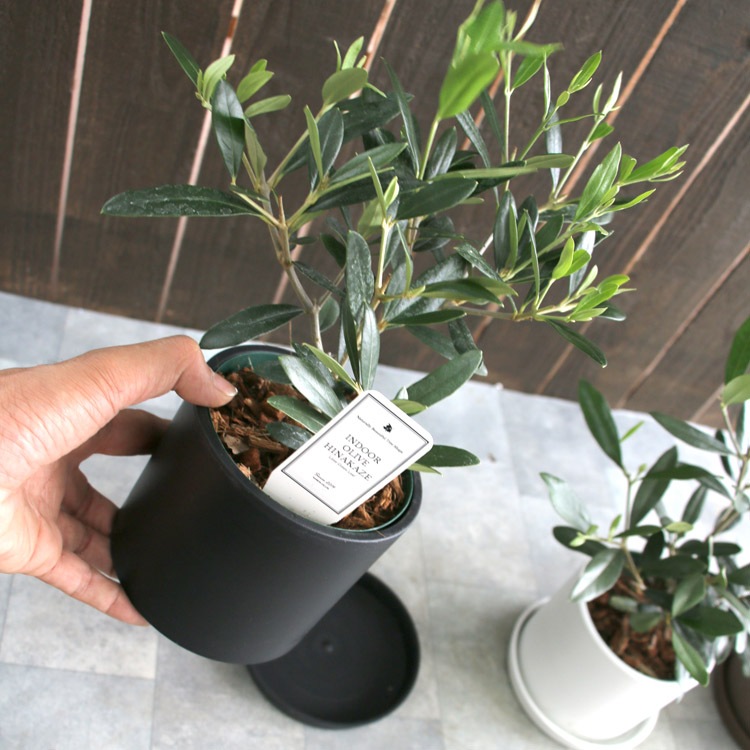 ڥߥ˥꡼֡ۡ ꡼֤ (⤵3045cm٤ȭ 3 