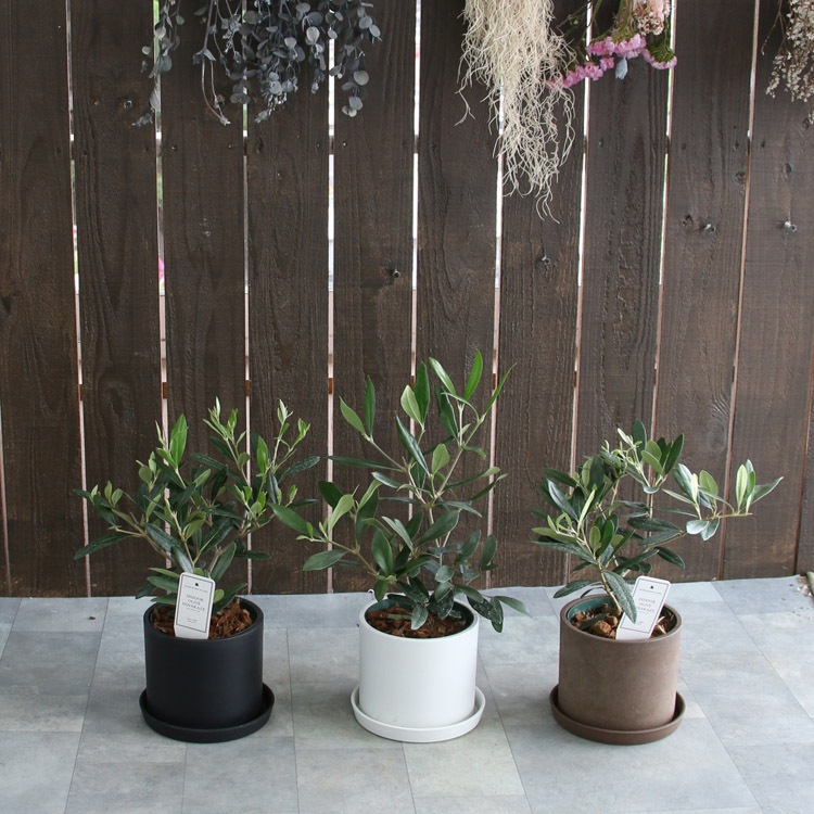 ڥߥ˥꡼֡ۡ ꡼֤ (⤵3045cm٤ȭ 3 