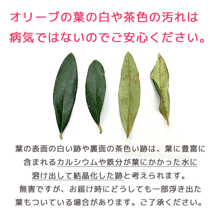 ڥߥ˥꡼֡ۡ ꡼֤ (⤵3045cm٤ȭ 3 