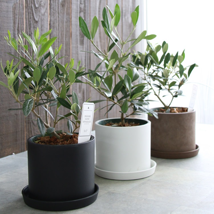 オリーブの木　薄型持ち手　 ちょっとした時にちょうどいいのよ！　約33cm オリーブの木 薄型持ち手 ちょっとした時にちょうどいいのよ