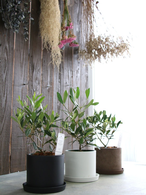 ڥߥ˥꡼֡ۡ ꡼֤ (⤵3045cm٤ȭ 3 