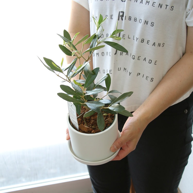 ڥߥ˥꡼֡ۡ ꡼֤ (⤵3045cm٤ȭ 3 