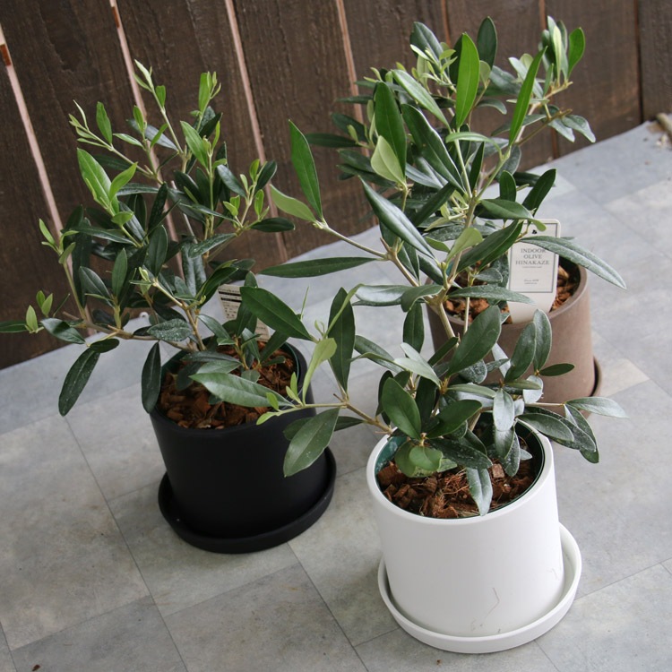 ڥߥ˥꡼֡ۡ ꡼֤ (⤵3045cm٤ȭ 3 