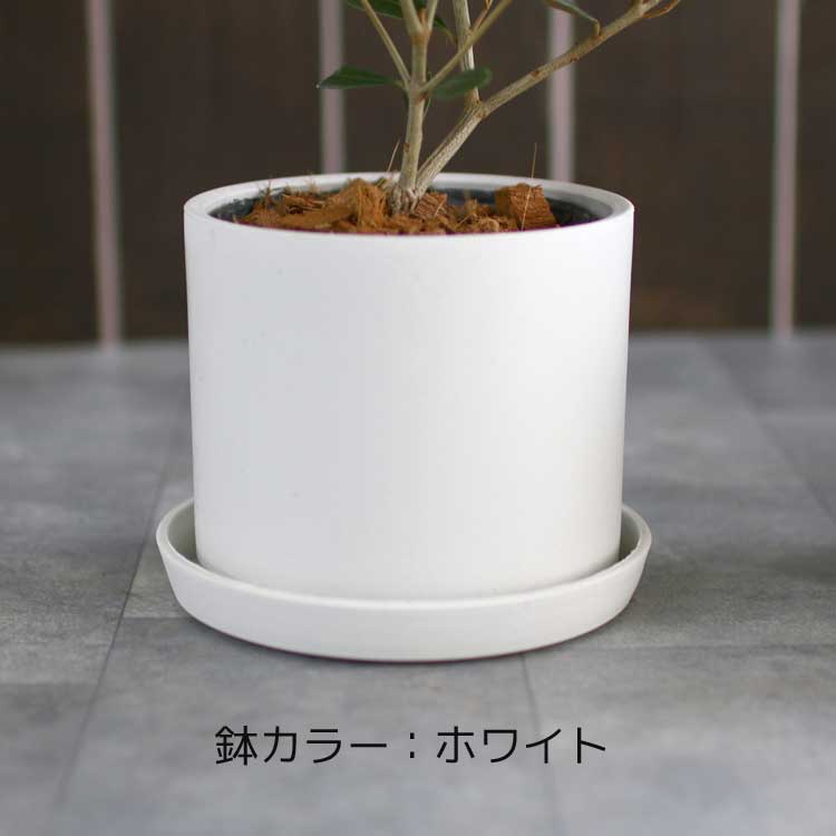 ڥߥ˥꡼֡ۡ ꡼֤ (⤵3045cm٤ȭ 3 