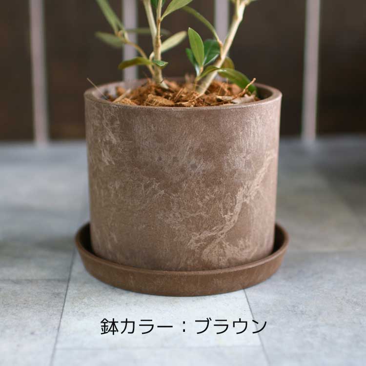 ڥߥ˥꡼֡ۡ ꡼֤ (⤵3045cm٤ȭ 3 