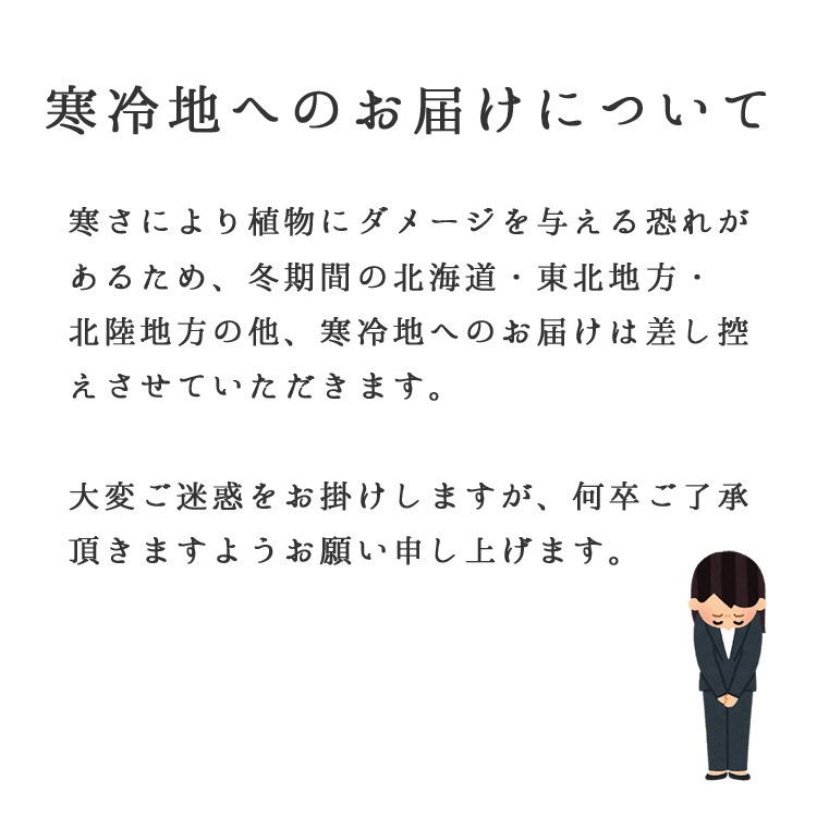 ���տ�ʪ �󤻿���(��ʡ����)7����ƫ��ȭ(���ֹ�) �⤵��1.1m ��yosem07-00123 ��