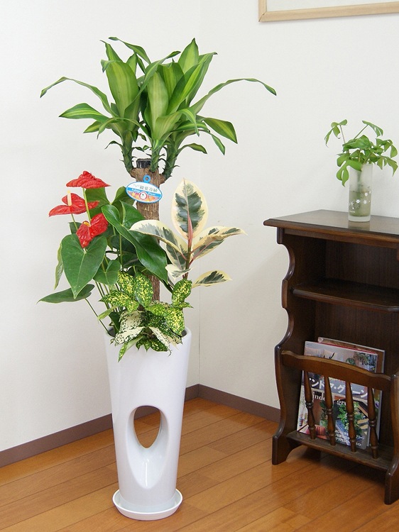 ���տ�ʪ �󤻿���(��ʡ����)7����ƫ��ȭ(���ֹ�) �⤵��1.1m ��yosem07-00123 ��