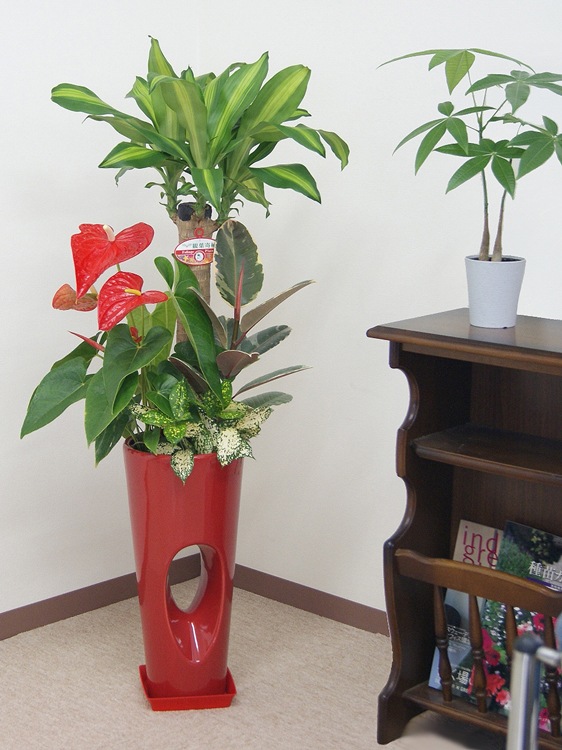 ���տ�ʪ �󤻿���(��ʡ����)7����ƫ��ȭ(���ֹ�) �⤵��1.1m ��yosem07-00123 ��