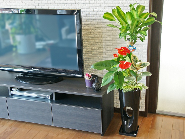 ���տ�ʪ �󤻿���(��ʡ����)7����ƫ��ȭ(���ֹ�) �⤵��1.1m ��yosem07-00123 ��