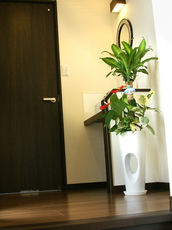 ���տ�ʪ �󤻿���(��ʡ����)7����ƫ��ȭ(���ֹ�) �⤵��1.1m ��yosem07-00123 ��