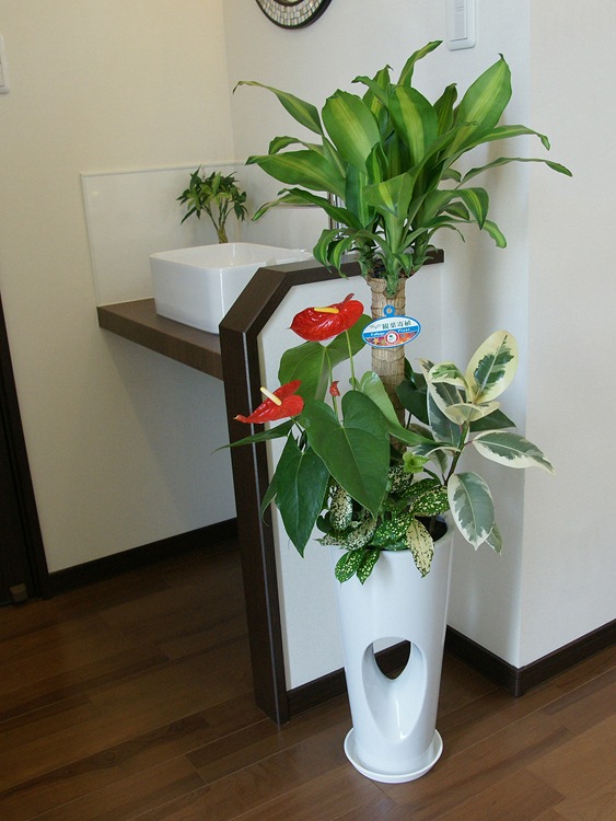 ���տ�ʪ �󤻿���(��ʡ����)7����ƫ��ȭ(���ֹ�) �⤵��1.1m ��yosem07-00123 ��