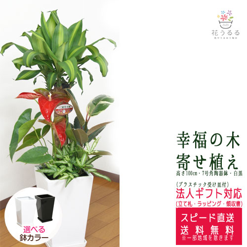 ���տ�ʪ �󤻿���(��ʡ����)7���ƫ��ȭ(���) �⤵��1m  ��yosem07-0045��