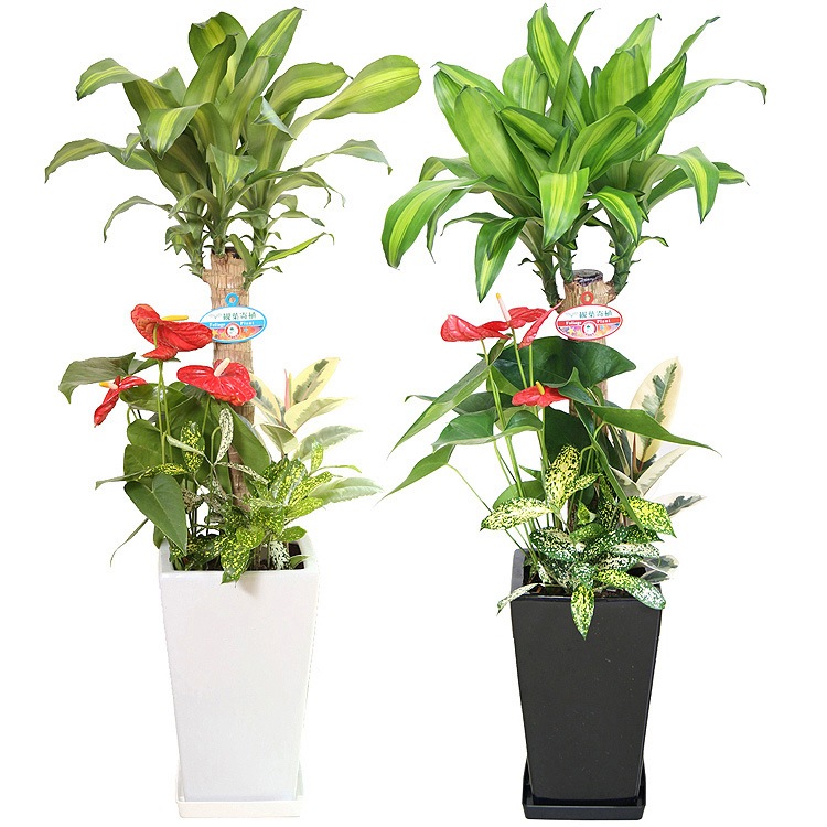 ���տ�ʪ �󤻿���(��ʡ����)7���ƫ��ȭ(���) �⤵��1m  ��yosem07-0045��