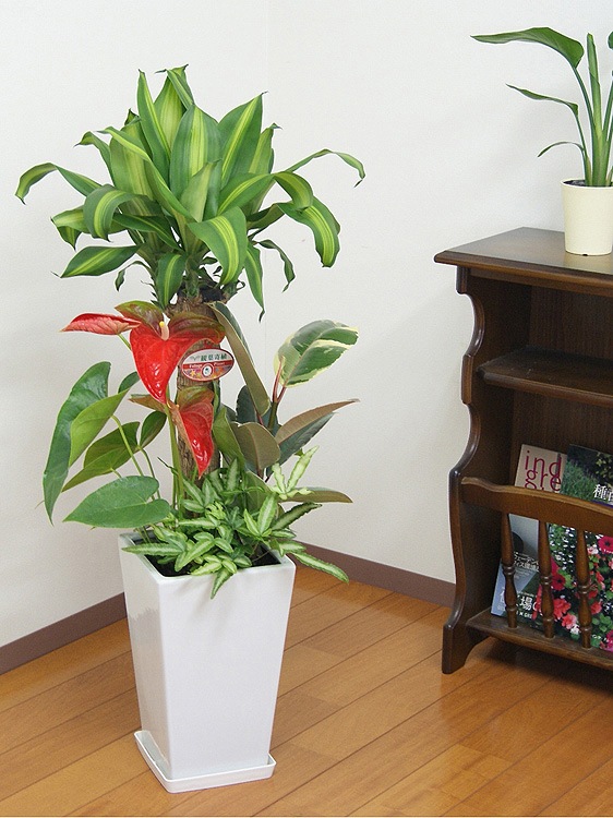 ���տ�ʪ �󤻿���(��ʡ����)7���ƫ��ȭ(���) �⤵��1m  ��yosem07-0045��