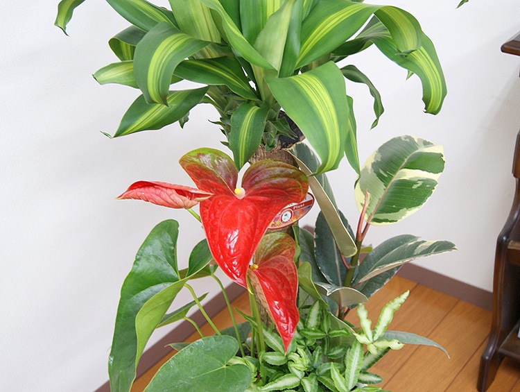 ���տ�ʪ �󤻿���(��ʡ����)7���ƫ��ȭ(���) �⤵��1m  ��yosem07-0045��