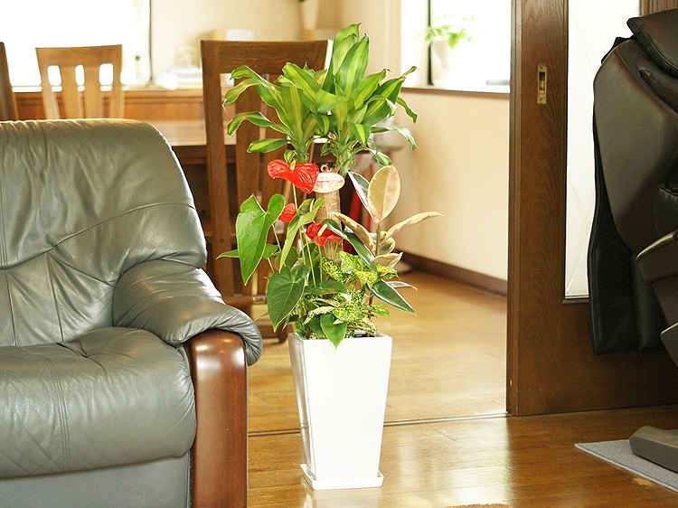 ���տ�ʪ �󤻿���(��ʡ����)7���ƫ��ȭ(���) �⤵��1m  ��yosem07-0045��