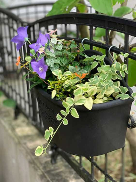 ����7���� �ϥ󥮥󥰥����ݥå�300