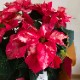  ꥹޥ̤֥ݥ󥻥 ѥ ȭ5ȭץåԥ̵ 