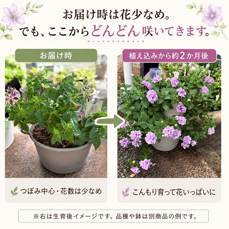 ���Ϥ��Ƥ����ȭ���äѤ��˲ֹ����롿�����٤�ڥ���˥� �󤻿����ʥ��������Х����å�M�ˡ�