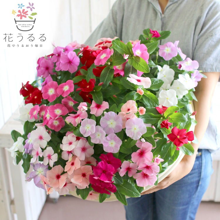 花うるるの寄せ植え商品