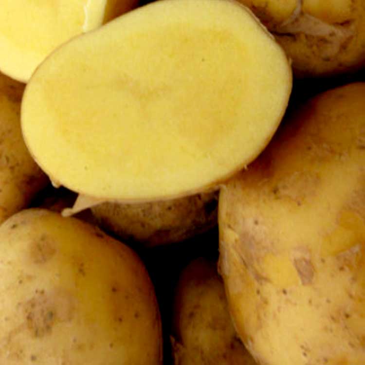 �����ʼ�!? �������� ����̵�� �ƿ��� ������ ���㤬���� �磻��֤ʤ���������(�ʥ�����������)500g��(Ĺ�긩��) 