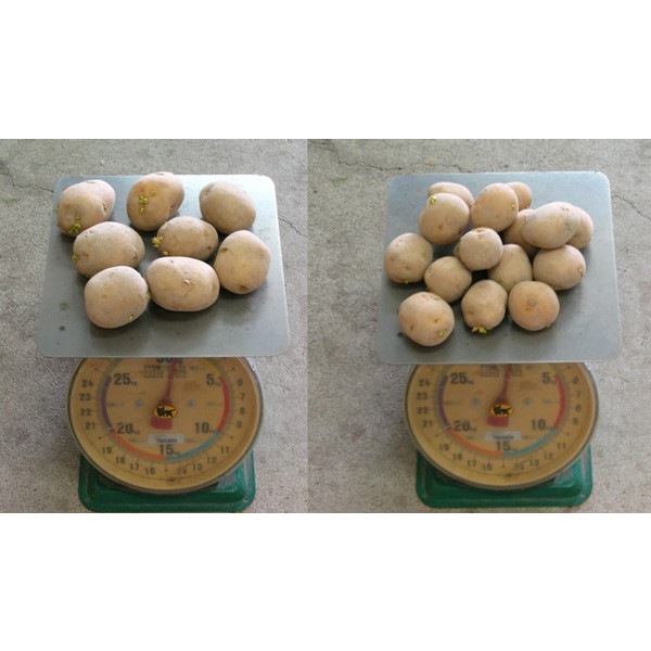 �����ʼ�!? �������� ����̵�� �ƿ��� ������ ���㤬���� �磻��֤ʤ���������(�ʥ�����������)500g��(Ĺ�긩��) 