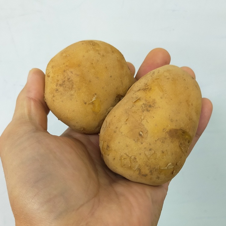 �����ʼ�!? �������� ����̵�� �ƿ��� ������ ���㤬���� �磻��֤ʤ���������(�ʥ�����������)500g��(Ĺ�긩��) 