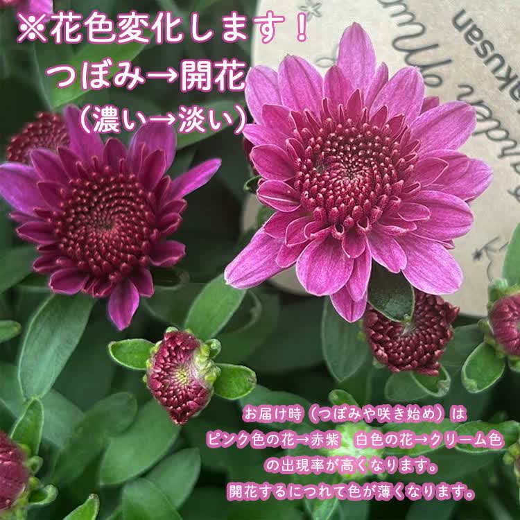 �ڴ��ָ�����������ϡ����ʤ��1 0 0 0 �غ餭���ֽ��餭�����ǥ�ޥ�Υᥬ����ȭ���� ������ ������ 8��ȭ��