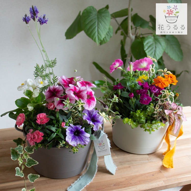 ����� ���ե� �٤�Ƥ����� �֤���� �󤻿��� ����̵���֥����͡������ ����� M��������