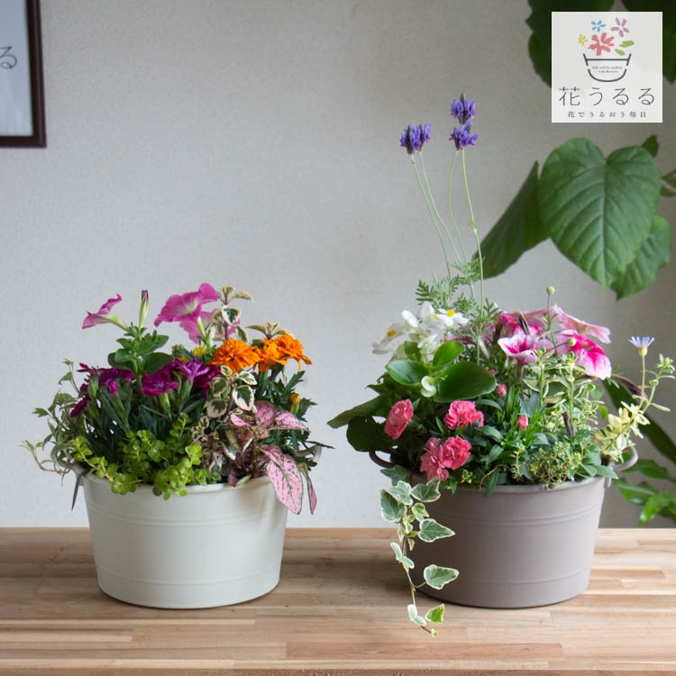 ����� ���ե� �٤�Ƥ����� �֤���� �󤻿��� ����̵���֥����͡������ ����� M��������