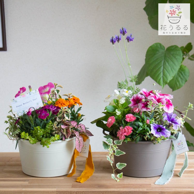 ����� ���ե� �٤�Ƥ����� �֤���� �󤻿��� ����̵���֥����͡������ ����� M��������