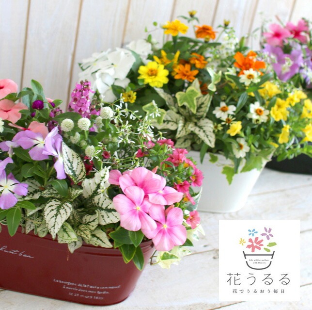 ڥ֥ꥭ ץ󥿡 󤻿۲֤ ޤ[Ĺ] 