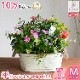 ڥ֥ꥭ ץ󥿡 󤻿۲֤ ޤ[Ĺ] 
