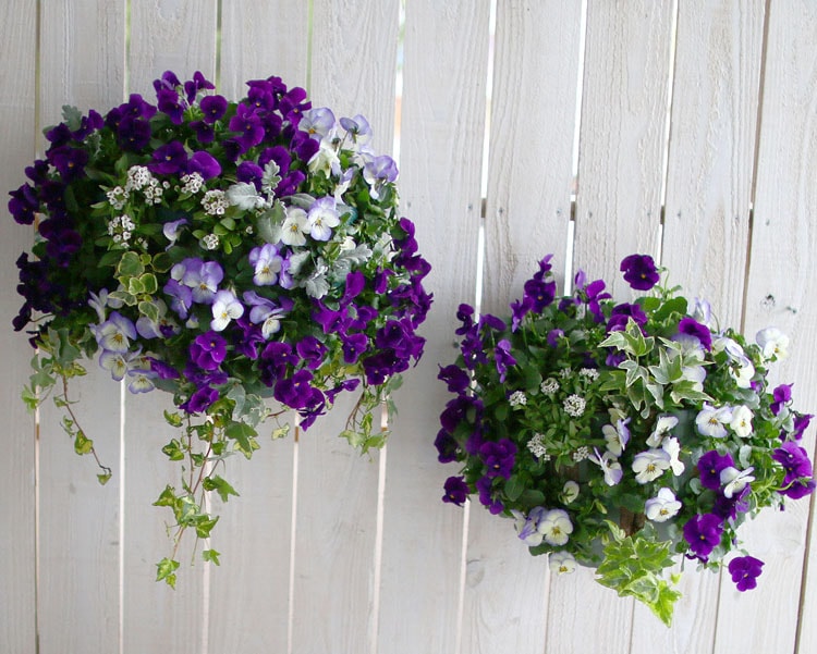 ӥΥϥ󥮥󥰥Хå ֤ 󤻿 [ץߥ] L