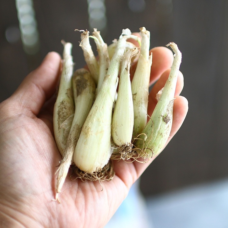 �� ��å��祦  150��(�ܺ긩���˼ﺬ�׼� �� ��ä��礦 ���� ��ä��� ��å��� �ﺬ �� �����ڱ�