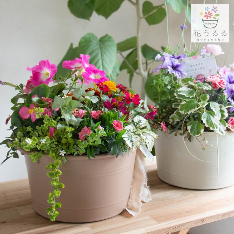 ����� ���ե� �٤�Ƥ����� �֤���� �󤻿��� ����̵���֥����͡������ ����� L��������