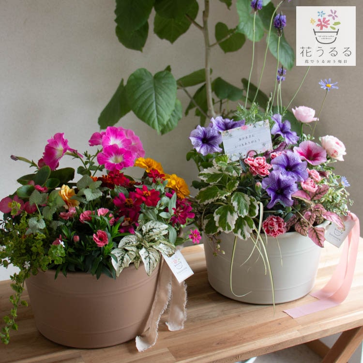 ����� ���ե� �٤�Ƥ����� �֤���� �󤻿��� ����̵���֥����͡������ ����� L��������