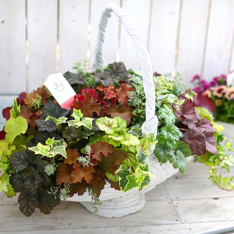 送料無料 綱木紋ウォールバスケットの寄せ植え ヒューケラmix Kurama 大 作品ギャラリー 完売分 ヒューケラの寄せ植え 1年中鑑賞ok 花うるる 本店